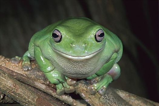 树蛙,肖像,卡卡杜国家公园,澳大利亚