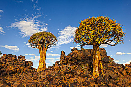抖树,二歧芦荟,岩石,高原,基特曼斯胡普,区域,纳米比亚,非洲