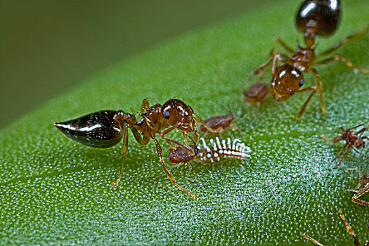 蚂蚁,群,护理,蚜虫,加纳