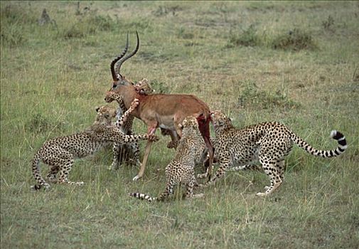 印度豹,猎豹,攻击,黑斑羚,肯尼亚