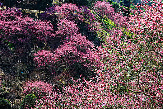 山坡,游客