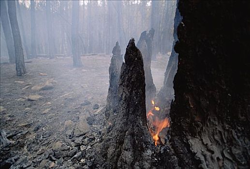 冒烟,森林火灾,黑山国家森林公园,南达科他