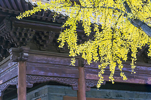 南京朝天宫古建筑前黄色银杏树