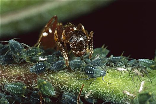 蚂蚁,蚜虫,互利共生,防护,提供,可爱,植物,树液,德国