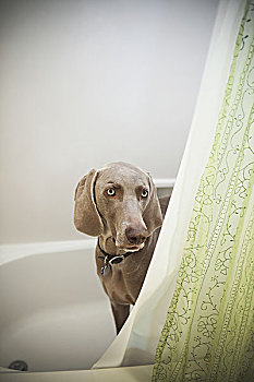 魏玛犬,小狗,凝视,浴帘,浴室