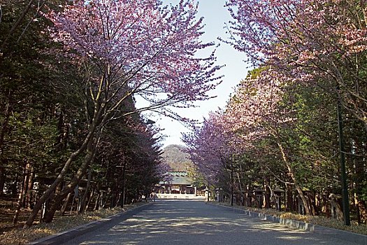 排,樱桃树,北海道