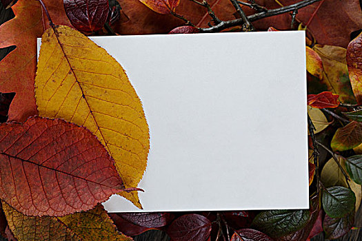 秋叶,老,橡树,桌子,纸,卡片,俯视