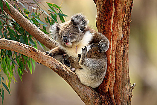 树袋熊,成年,挠,坐,桉树,树,澳大利亚