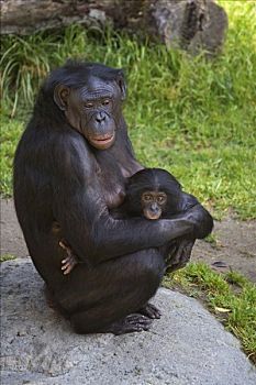 倭黑猩猩,母兽,抚育,幼仔,非洲