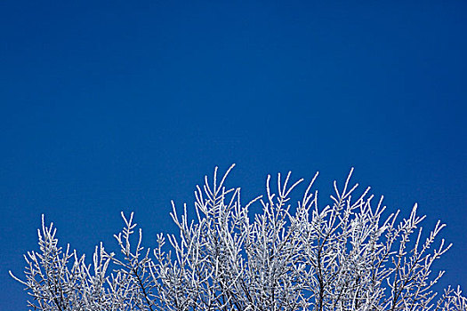 白霜,霜,上面,树,蓝色,天空,威斯康辛