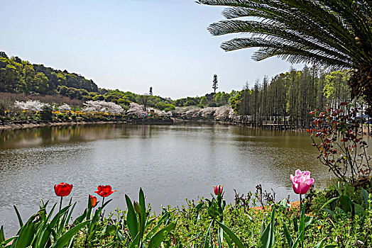 美丽樱花湖－湖南省森林植物园
