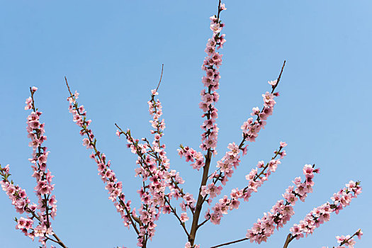 蓝色天空背景下春天里盛开的桃花枝