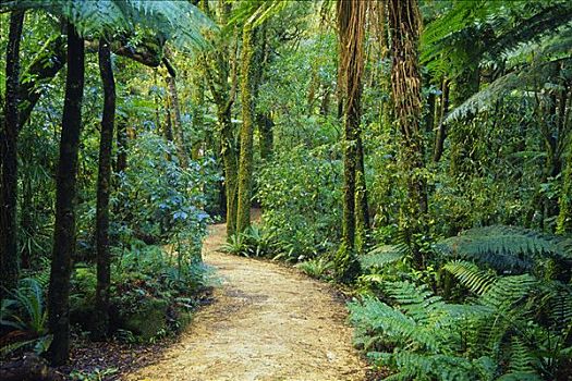 小路,雨林,新西兰
