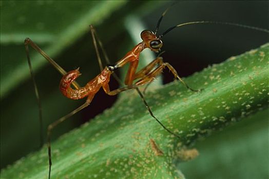 蚂蚁,模仿,螳螂,特写,象牙海岸,非洲