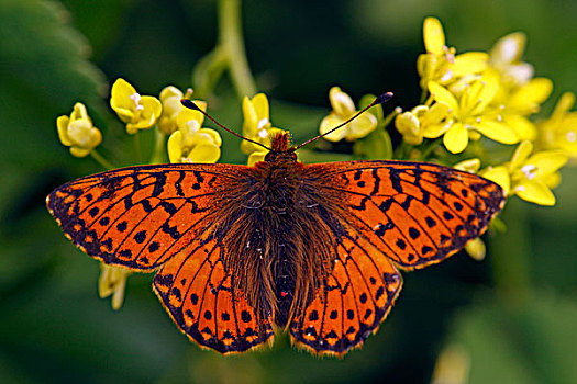 豹纹蝶,蝴蝶,上陶恩山国家公园,奥地利