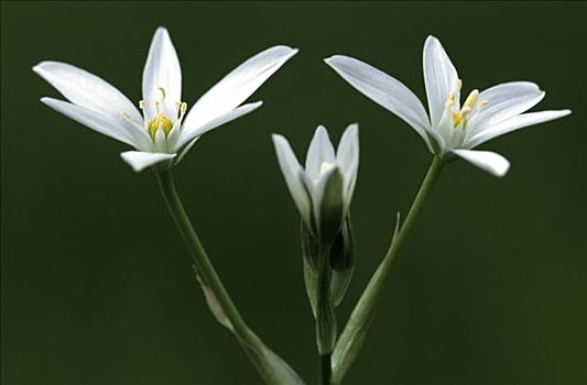 星,伯利恒,花,欧洲