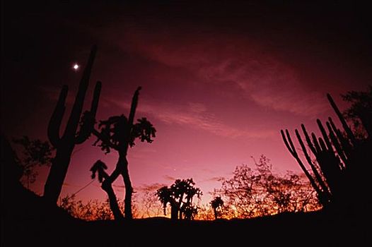管风琴仙人掌国家保护区,亚利桑那