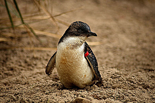 小,企鹅,动物园,墨尔本,维多利亚,澳大利亚