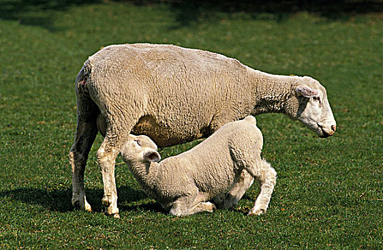 法国,绵羊,法国人,母羊