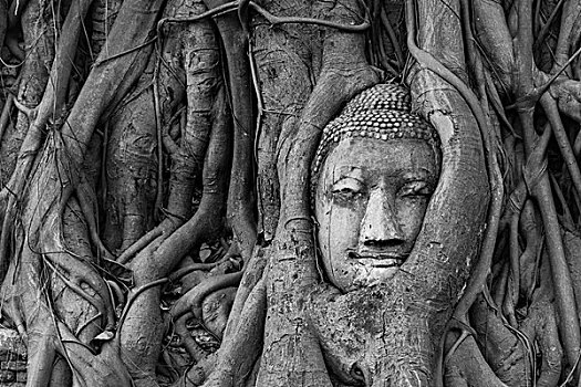 佛像,头部,无花果,根部,榕属植物,玛哈泰寺,大城府,中心,泰国