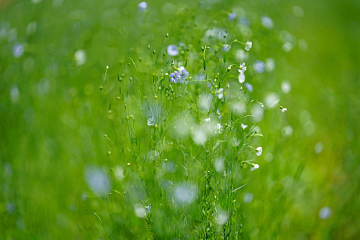 亚麻,花圃