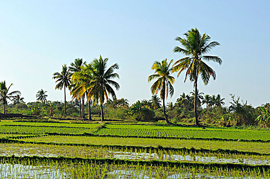 稻田,正面,热带,棕榈树,穆龙达瓦,马达加斯加,非洲