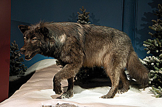 动物剥制标本,展示,大灰狼,狼,卡纳纳斯基斯县,艾伯塔省,加拿大