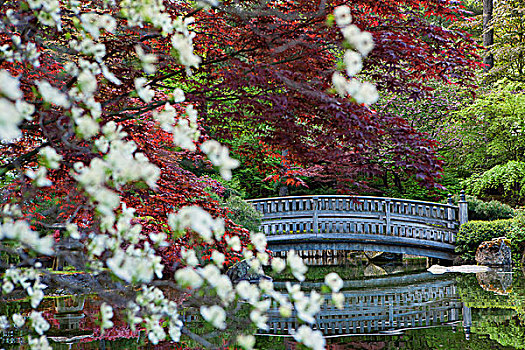 石桥,后面,叶子,反射,石头,东方风情,桥,日本,花园,公园