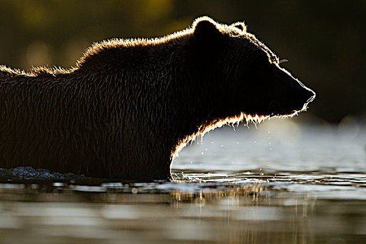 美国,阿拉斯加,卡特麦国家公园,大灰熊,棕熊,涉水,三文鱼,卵,河流,湾,日落,秋天,晚间