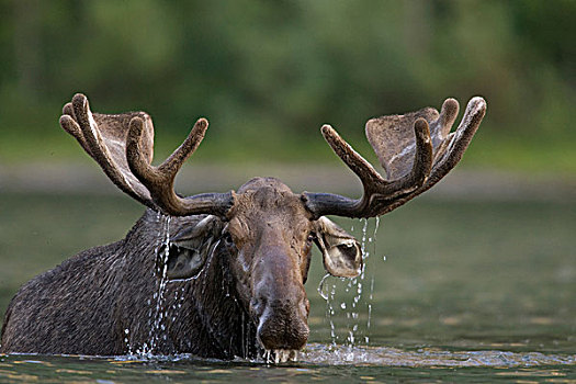 驼鹿,雄性动物,天鹅绒,进食,湖,冰川国家公园,蒙大拿