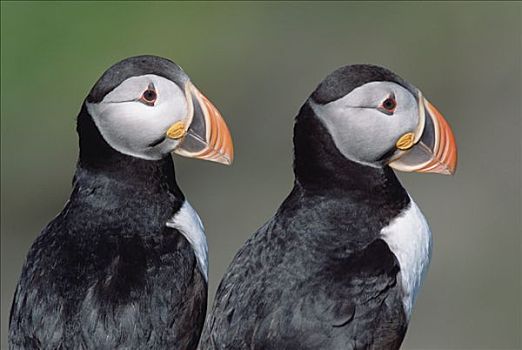 大西洋角嘴海雀,北极,一对,鲜明,饲养,彩色,夏天,季节,沿岸,悬崖,纽芬兰,加拿大