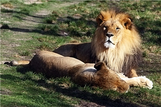 狮子,雌狮,休息,并排