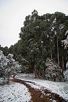 昆明校园雪景