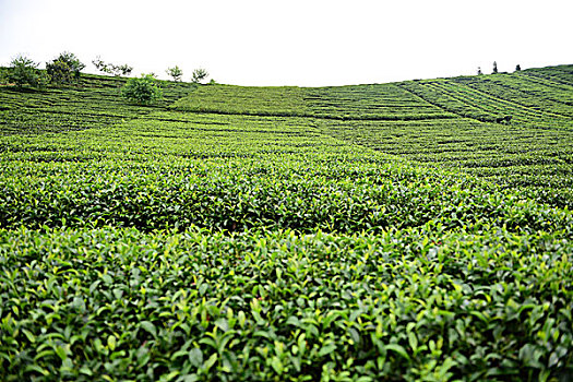 茶园茶叶风景