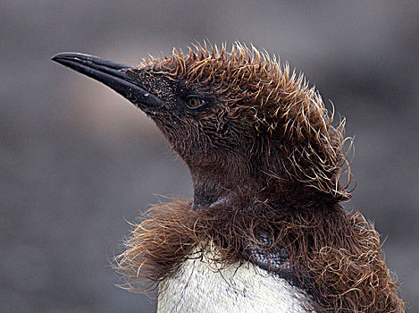 帝企鹅,幼禽,东北方,海岸,麦夸里岛,南大洋