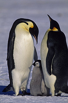南极,冰架,帝企鹅,一对,幼禽