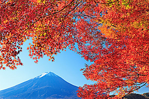 秋叶,湖,山,富士山
