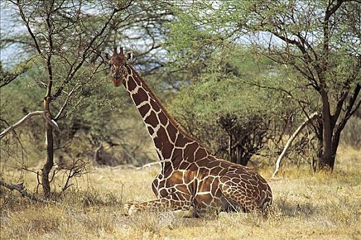 长颈鹿,哺乳动物,萨布鲁国家公园,肯尼亚,非洲,动物