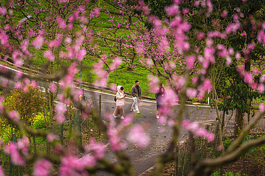 大营山桃花