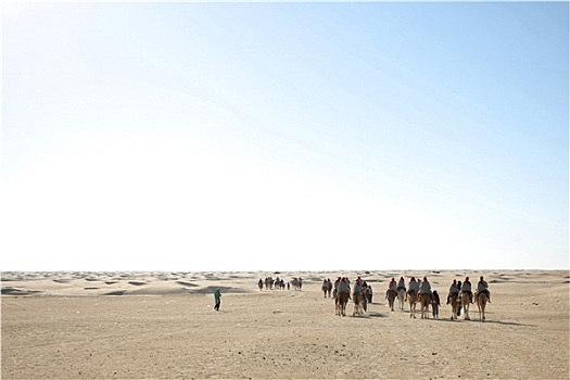 群体,旅游,骆驼