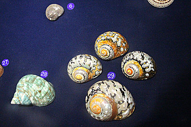 贝壳博物馆图片