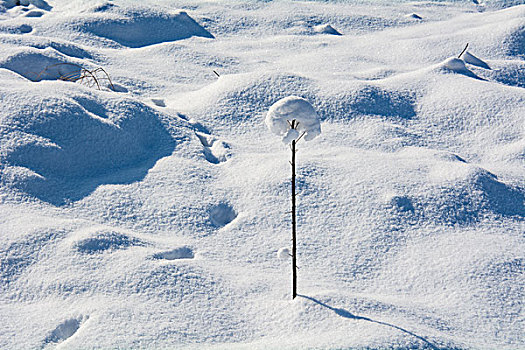 雪地里的灌木带上了雪白的帽子
