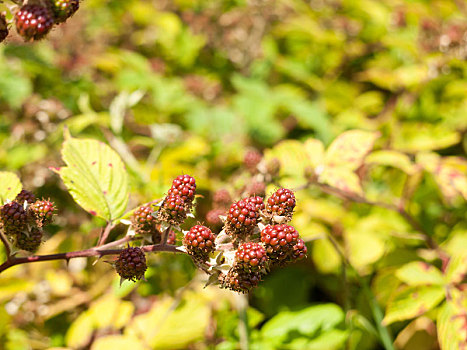 红色,黑莓,灌木,户外,夏季水果