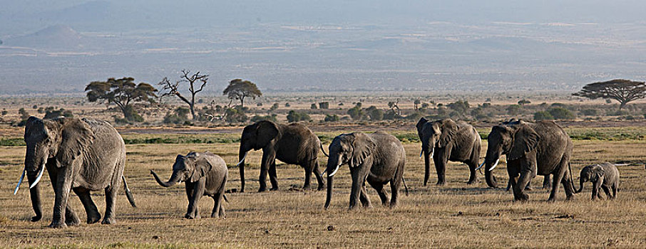 非洲大象042