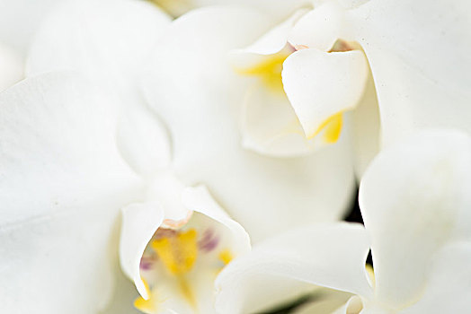 白色蝴蝶兰花