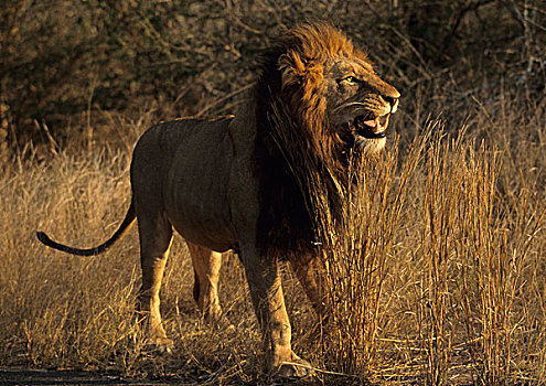 狮子,展示,克鲁格国家公园,南非,非洲