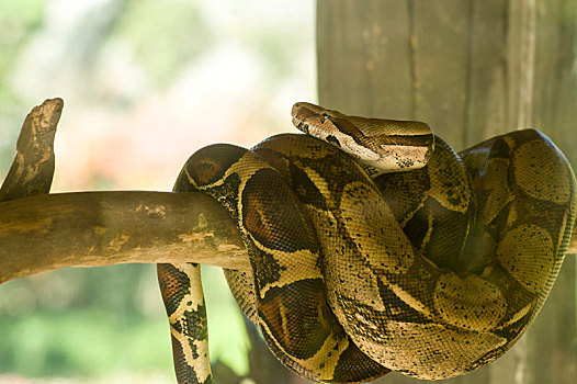 缅甸蟒蛇