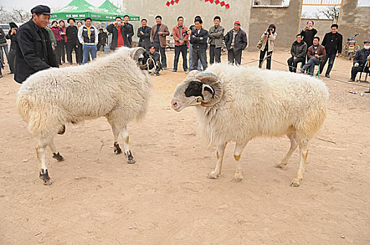 安徽砀山梨花节上的斗羊比赛