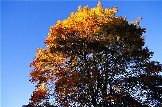 树,秋天,蓝天,背景
