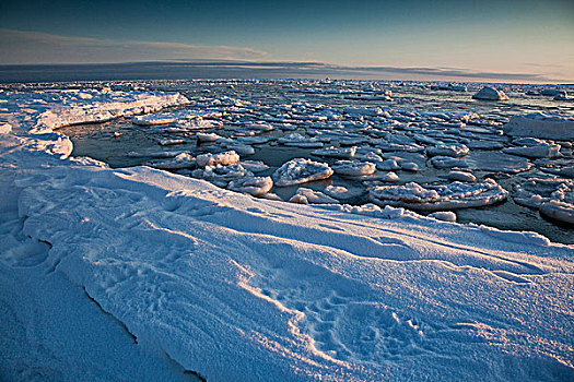 北极熊,浮冰,海岸,哈得逊湾,靠近,海豹,河,河口,北方,丘吉尔市,曼尼托巴,加拿大